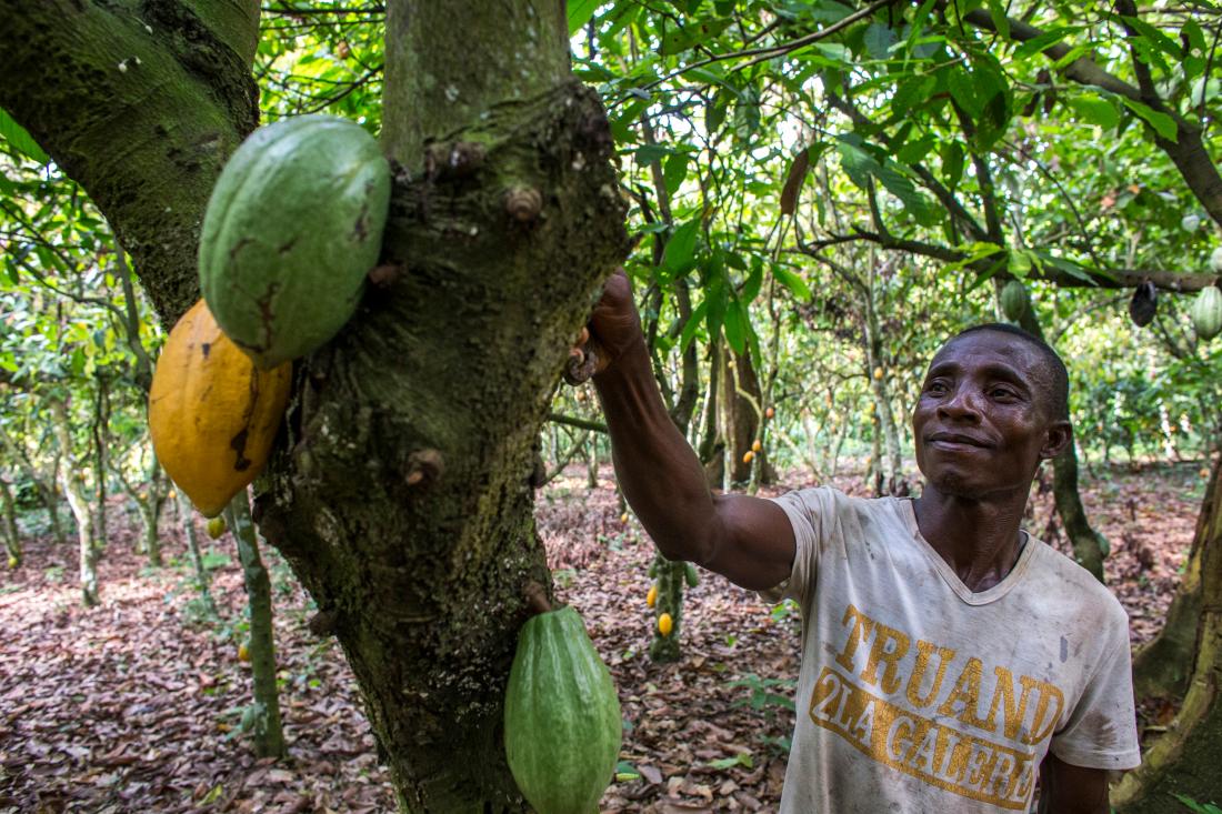 farmer harvesting cocoa
