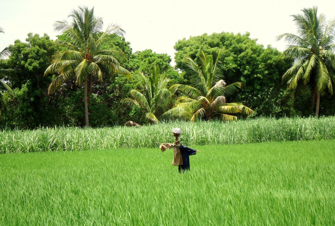 Scarecrow in green field with palm trees