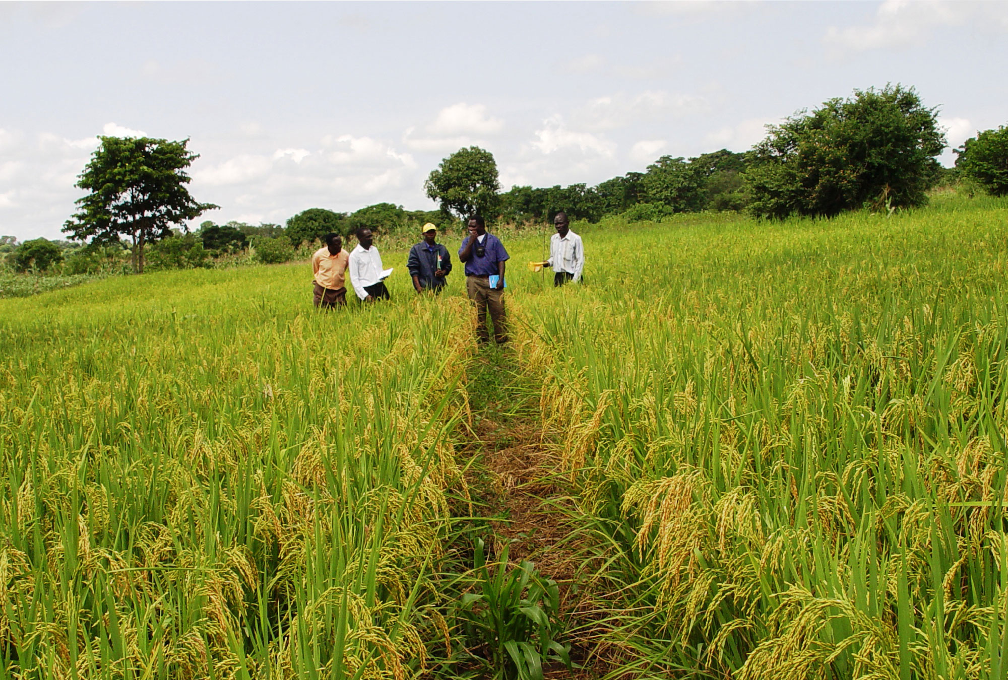 Improving Yields and Health through a HighYielding Rice Variety