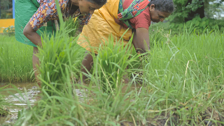 Two farmers uproot rice seedlings for transplantation during monsoon season in India.