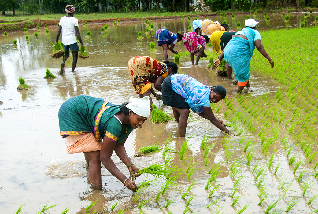 Group of women working in rice fields