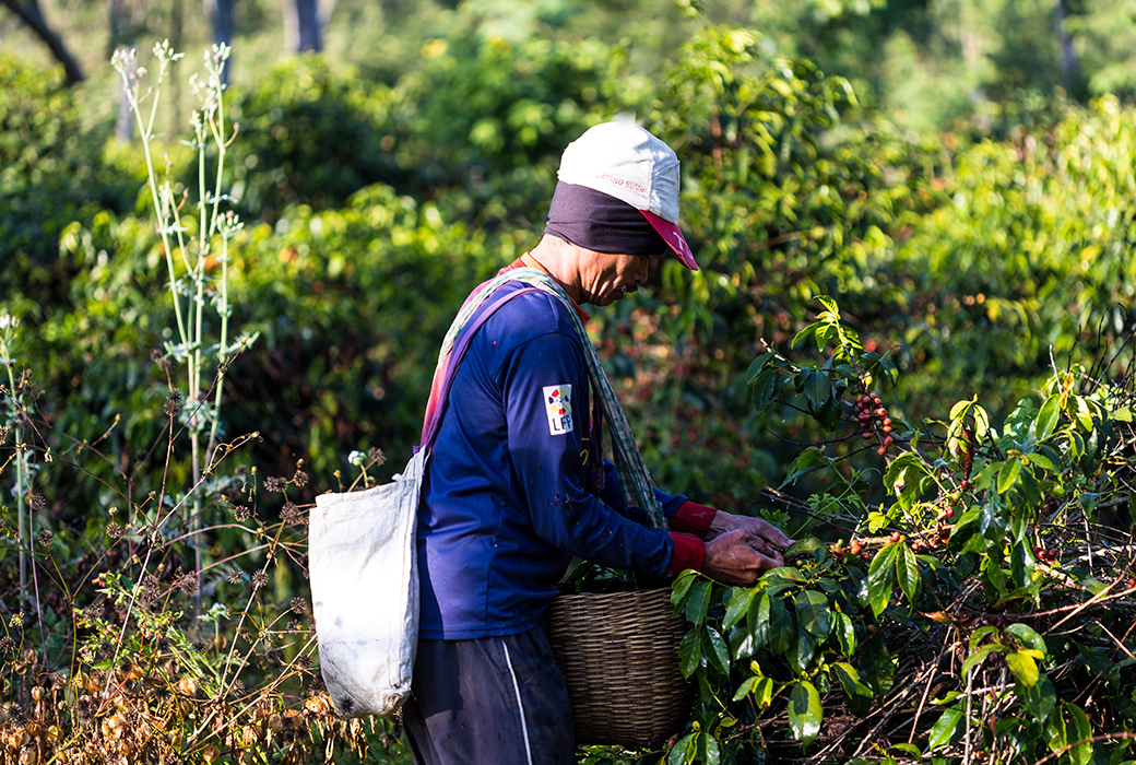 Farmer standing and inspecting a crop