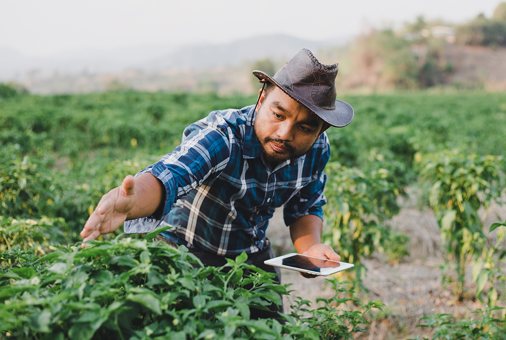Man in a field examines crop with a tablet in hand