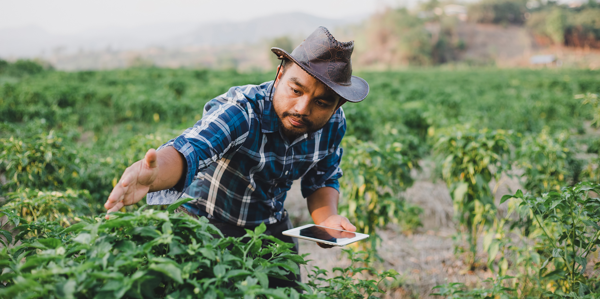 Man in a field examines crop with a tablet in hand