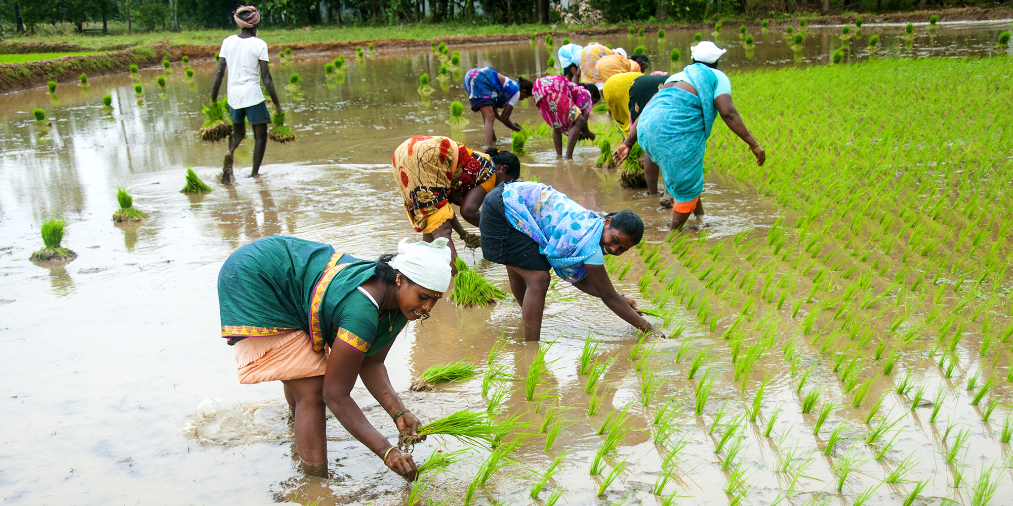 Group of women working in rice fields