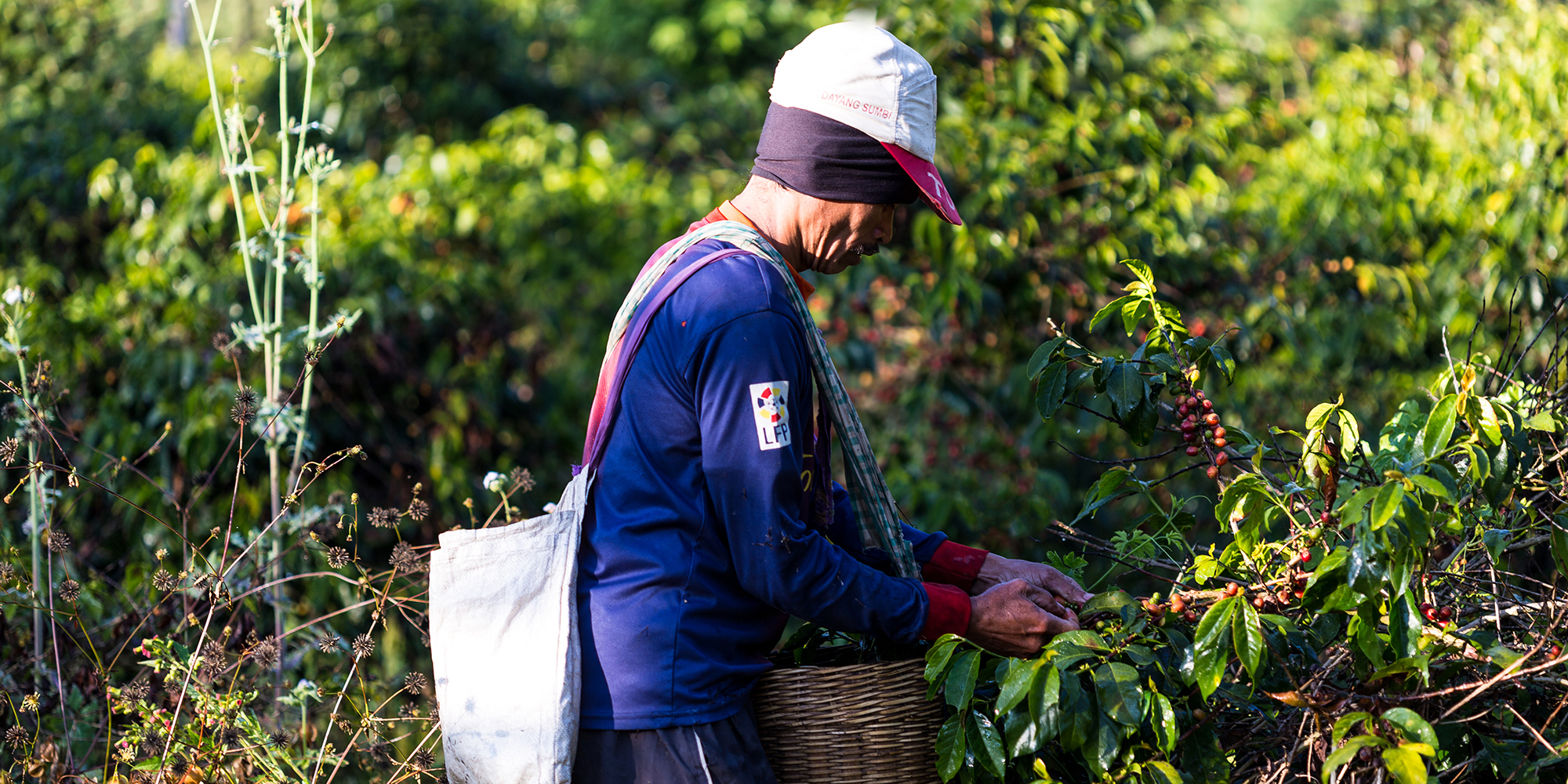 Farmer standing and inspecting a crop