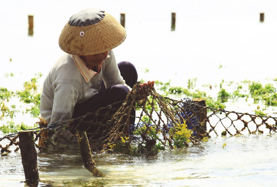 Person in water fishing with net