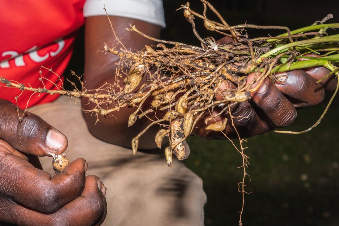 Peanut farmer holding their crop