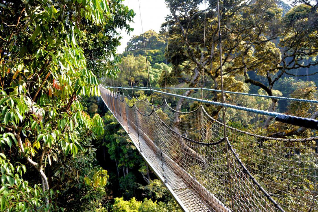A suspended footbridge over a ravine in a jungle.