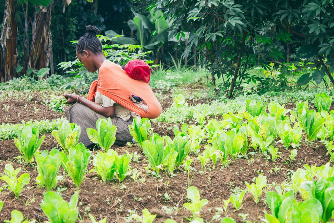 Ethiopian farmer picking lettuce