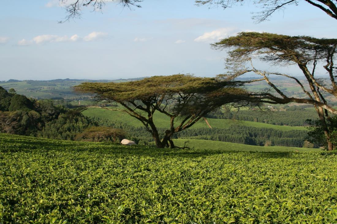 Photo of tree on tea estate. 