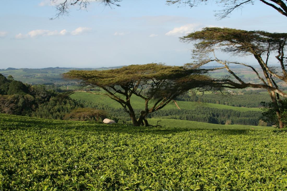 Photo of tree on tea estate.