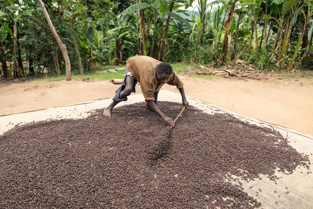 coffee farmer spreading beans in the sun to dry