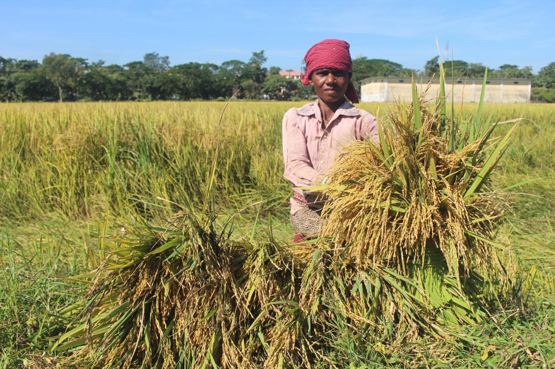 farmer holding rice crop