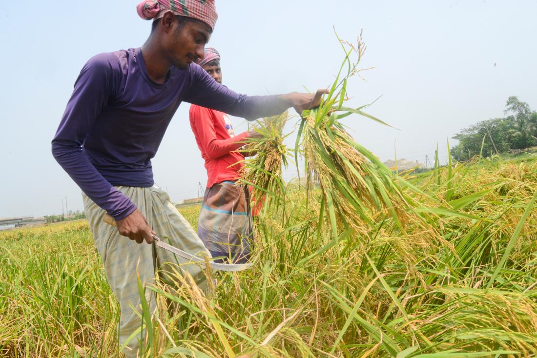 rice farmer holding up his crop