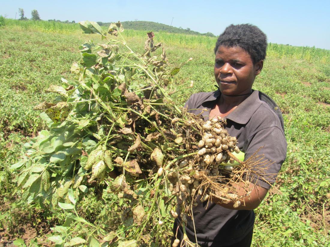 farmer holding peanuts