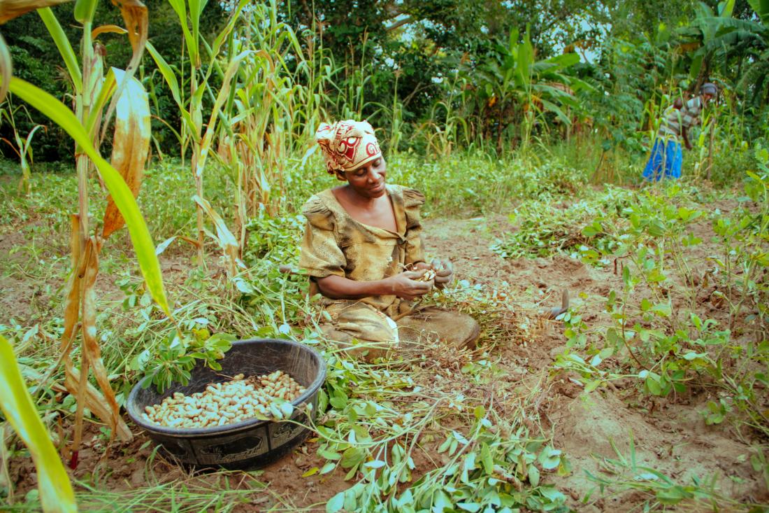 Farmer harvesting maize in Uganda