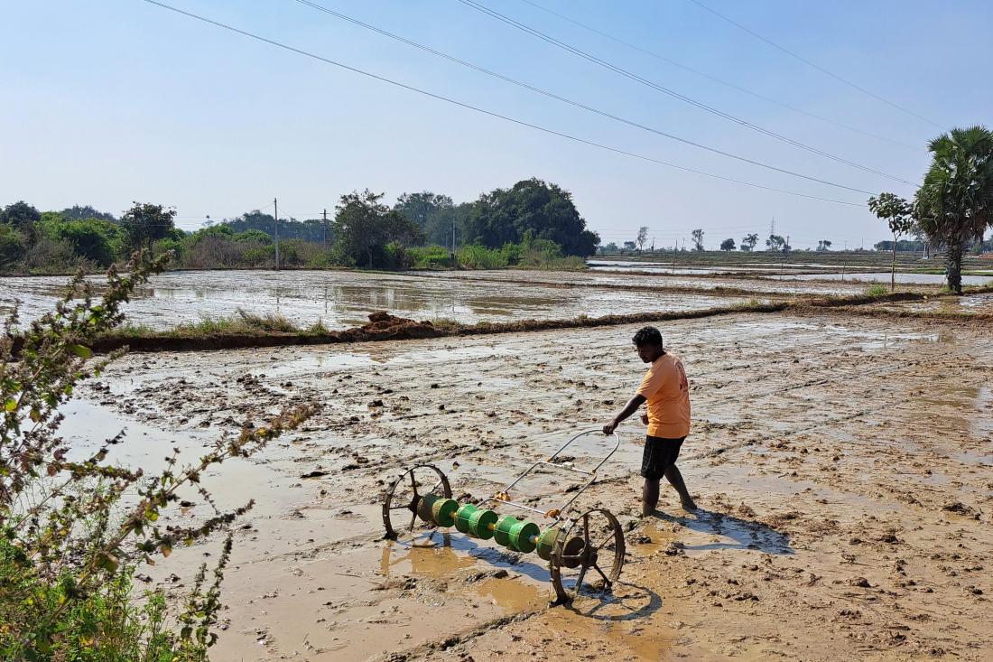 A farmer uses a drum seeder in India.