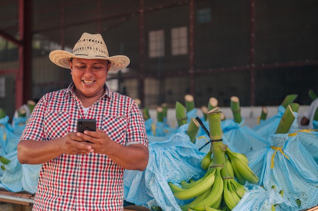 A banana farmer uses his phone J-PAL LAC evaluation summary