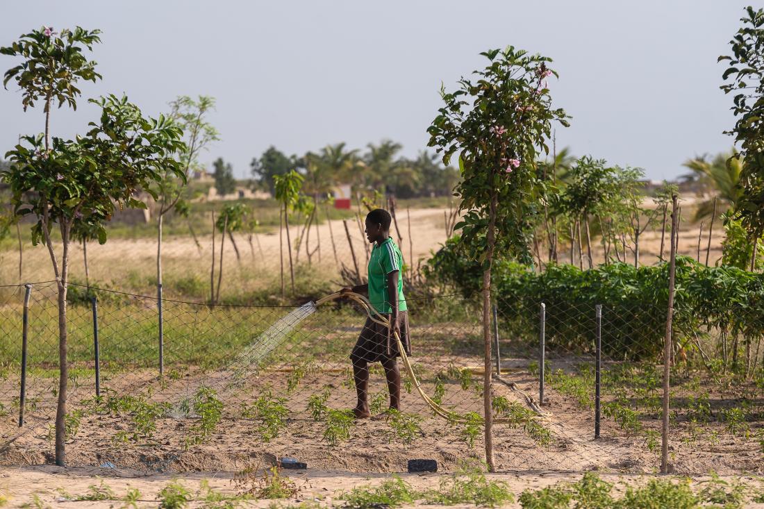 Young woman waters her newly-planted field in Ghana, J-PAL Africa evaluation summary 