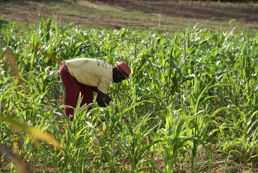 Farmer tends to young maize plants in agricultural field for J-PAL evaluation summary in Ghana, Africa 