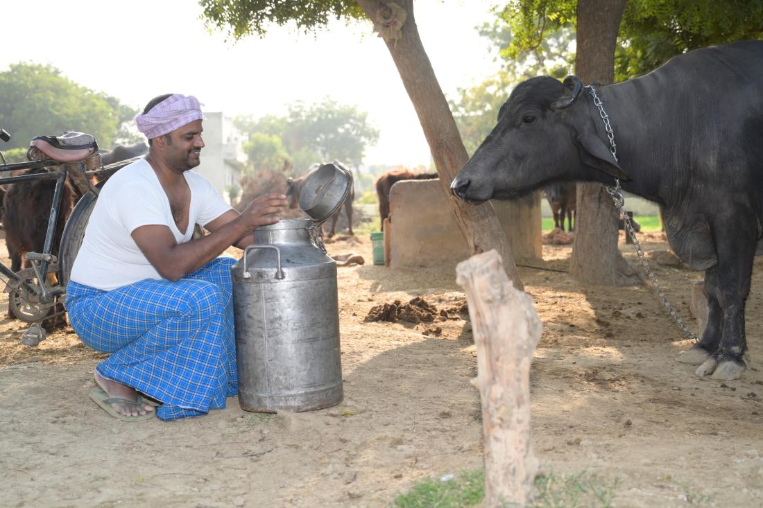 A dairy farmer and his buffalo in India J-PAL South Asia evaluation summary
