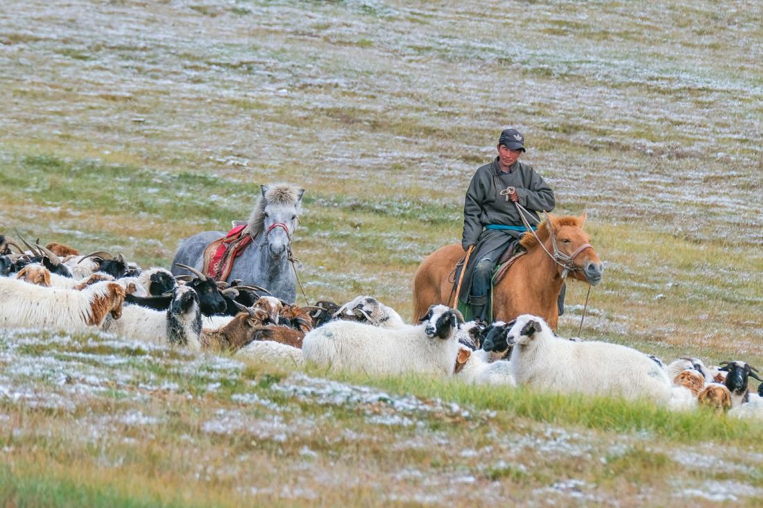 Semi-nomadic herders on horses herding sheep and goats in Mongolia, J-PAL SEA evaluation summary
