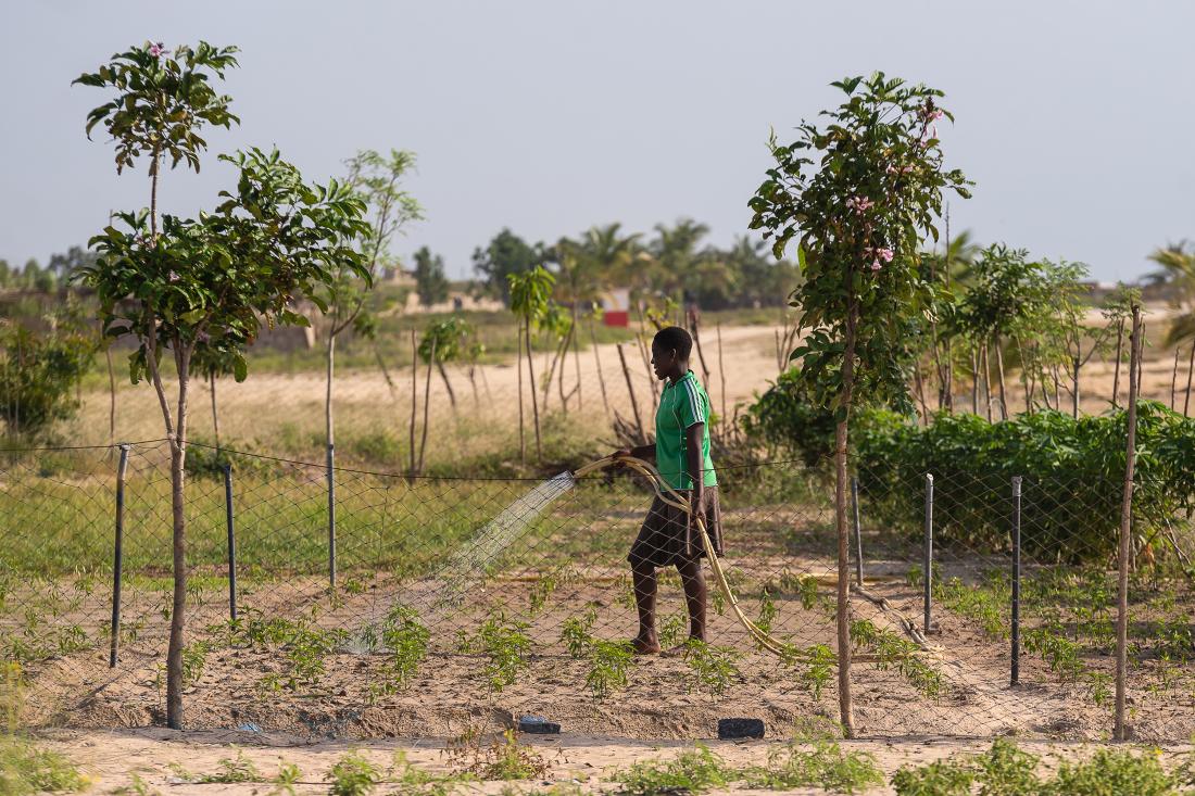 Woman watering a small field with a hose. 