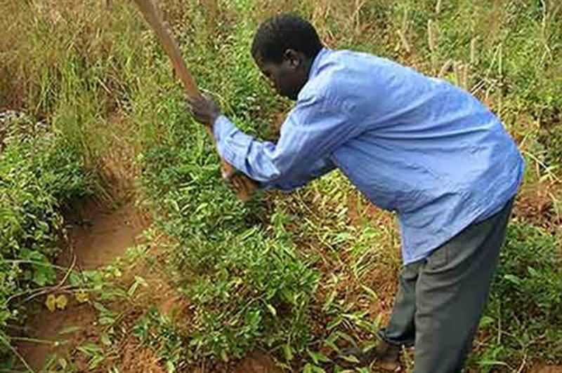 Farmer in long-sleeve blue shirt using hand hoe to tend to crops in Malawi