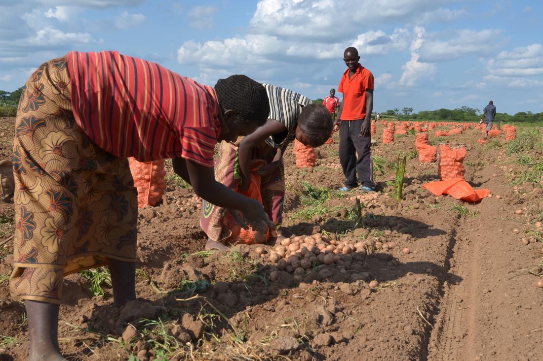 Group of social farmers harvesting crops in Malawi