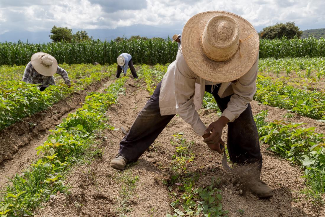 Farmers ploughing field using tools in Mexico, J-PAL LAC evaluation summary
