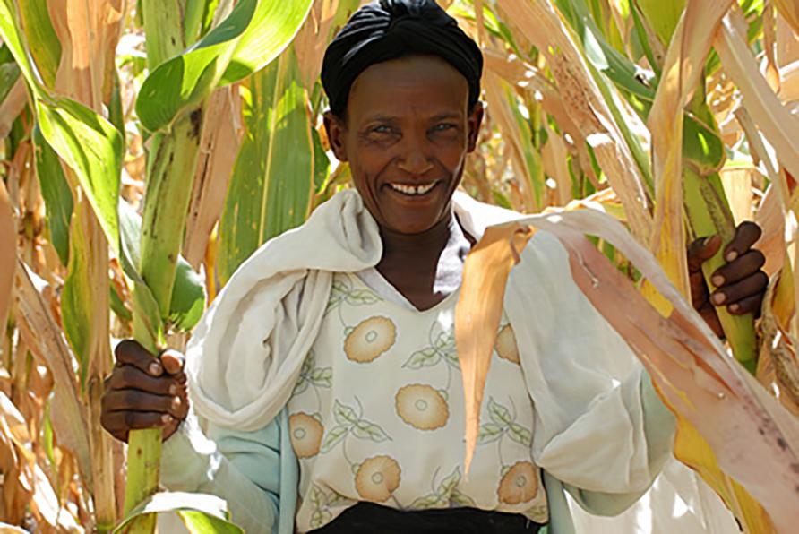 Woman sitting in a maize field in Ethiopia, J-PAL Africa evaluation summary