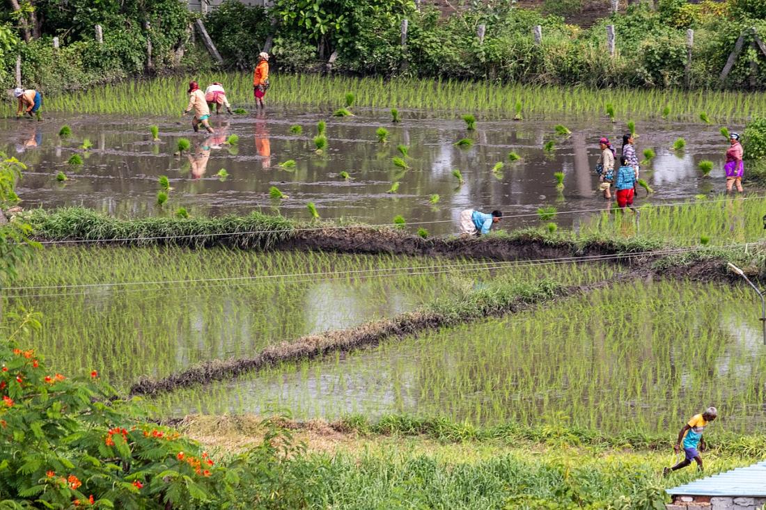 People working in the fields near Bhongir Fort