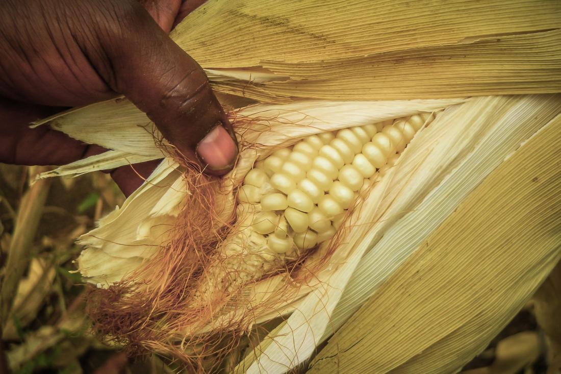 A farmer holding a maize cob in Tanzania.