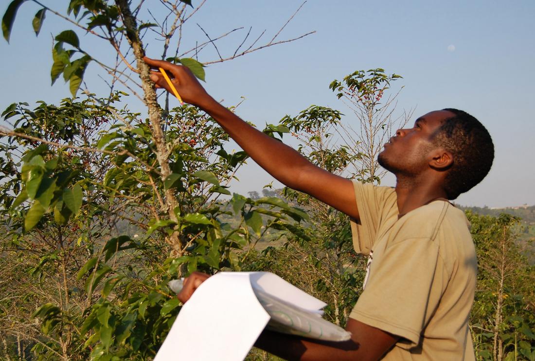 Surveyor inspecting a coffee plant in rural Rwanda