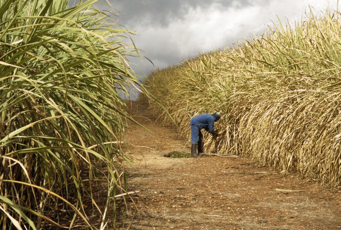 Man bends over between rows of sugarcane