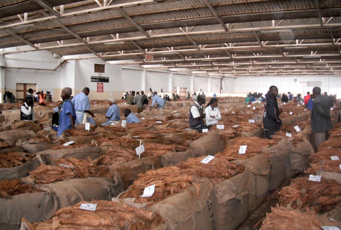 warehouse full of sacks of brown tobacco leaves
