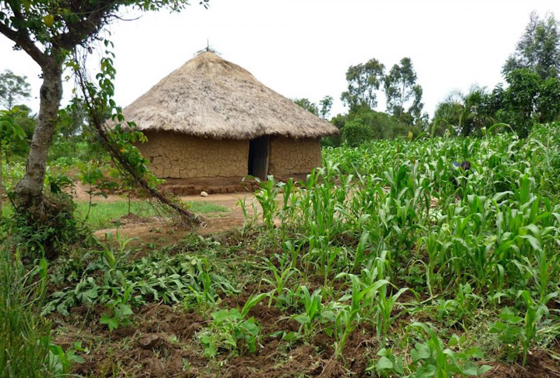 Mud house with thatch roof in corn field