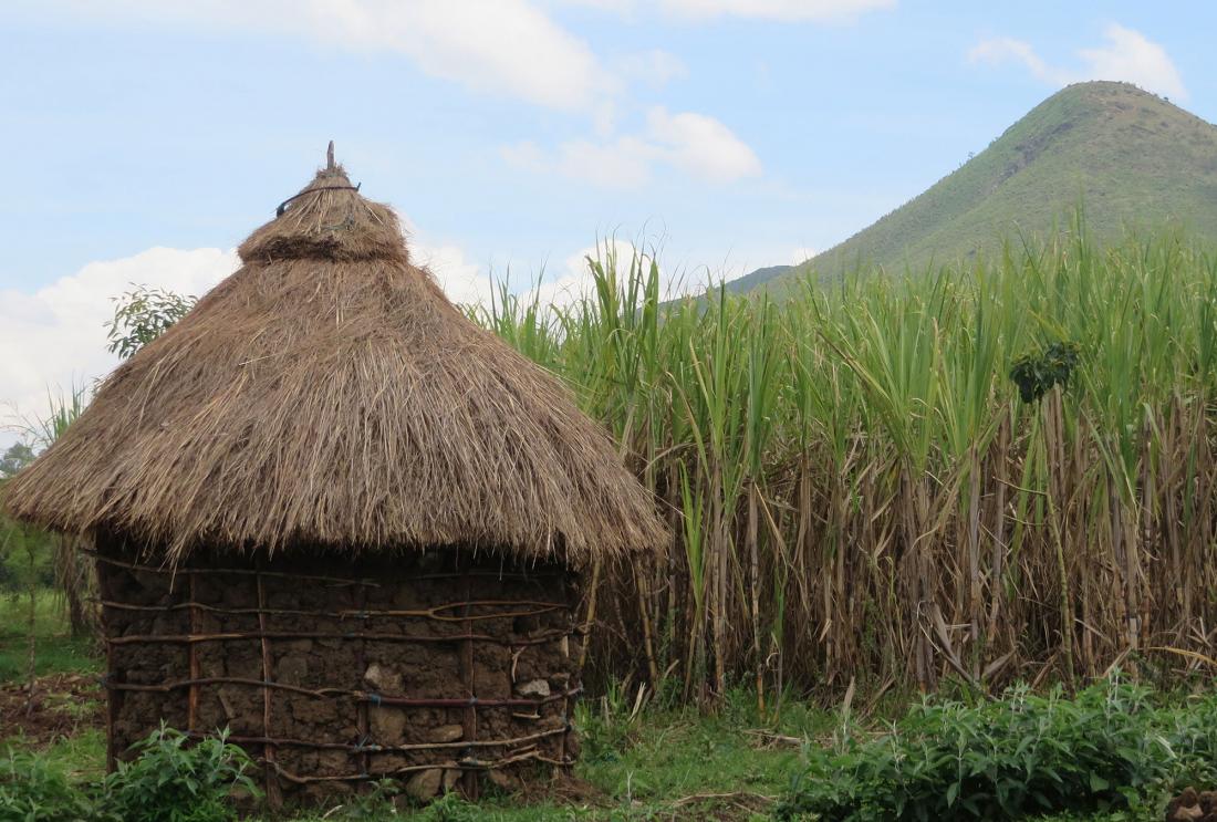 Hut next to a field of sugarcane in western Kenya.