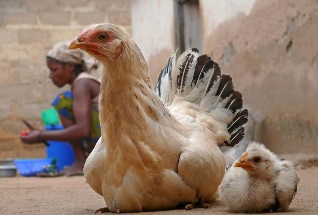 Two chickens with a woman in the background