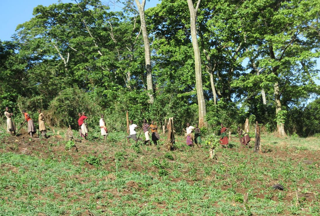 Group of people use hoes to till field