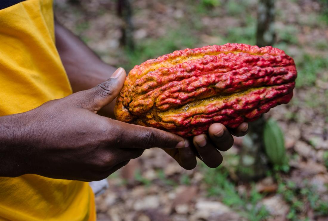 A person holding a red and yellow cocoa pod in Ghana