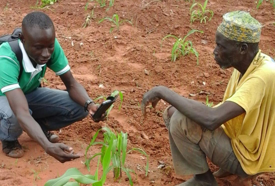 Two men kneel down to inspect crop