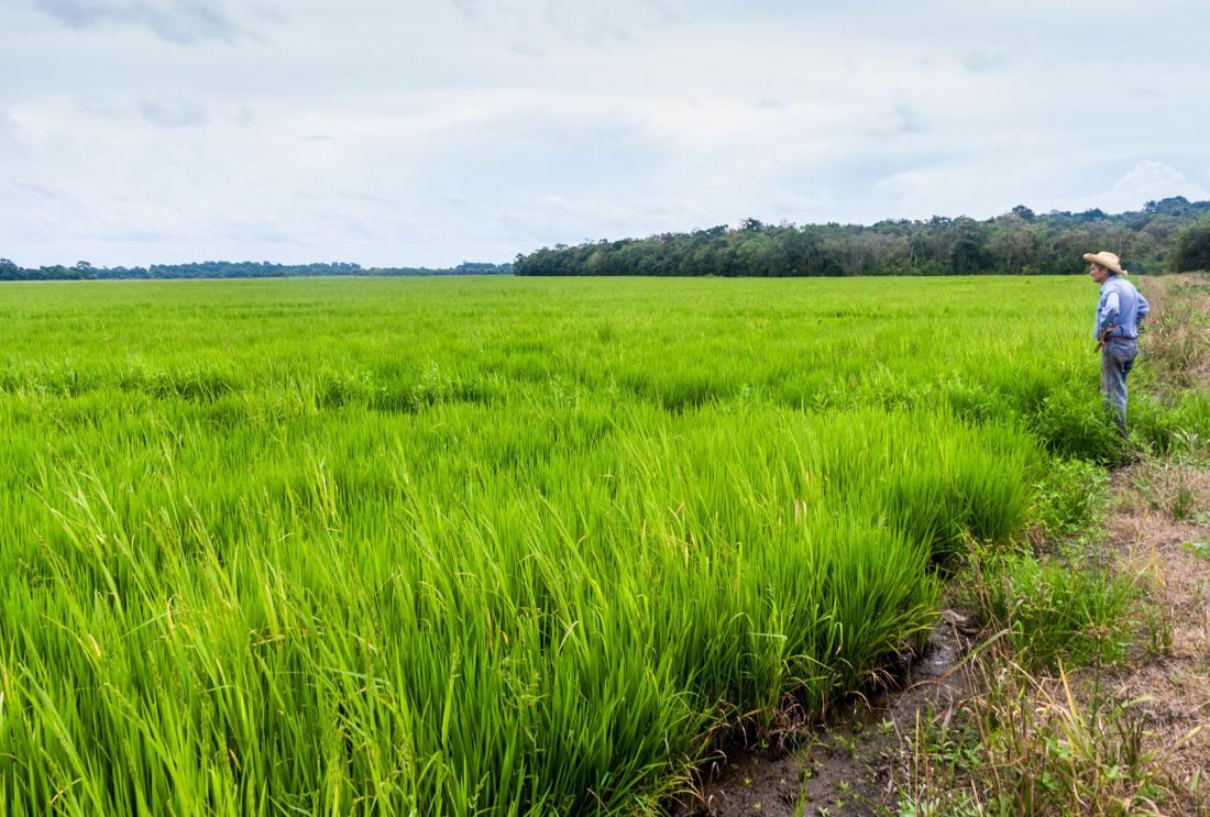 Farmer stands in a field