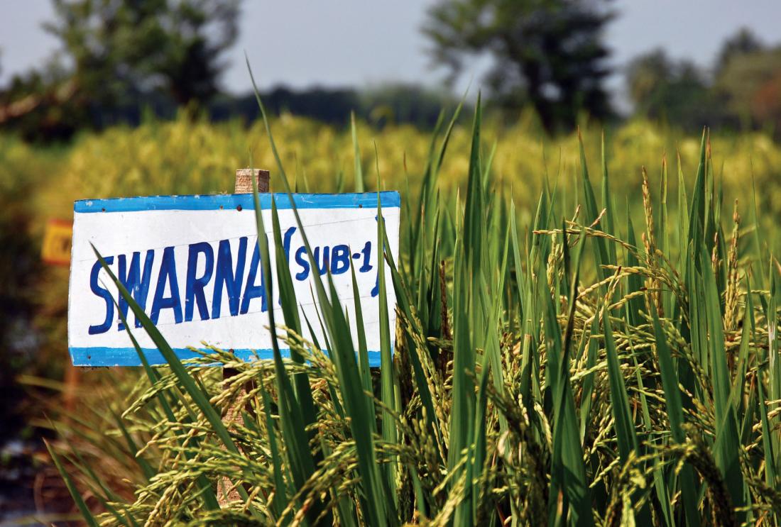 Sign in rice field reads: Swarna Sub1