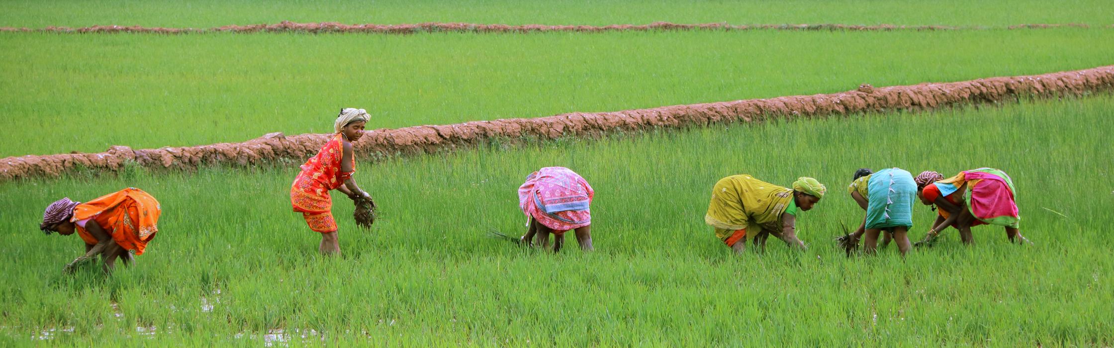 Indian women work in a rice field.