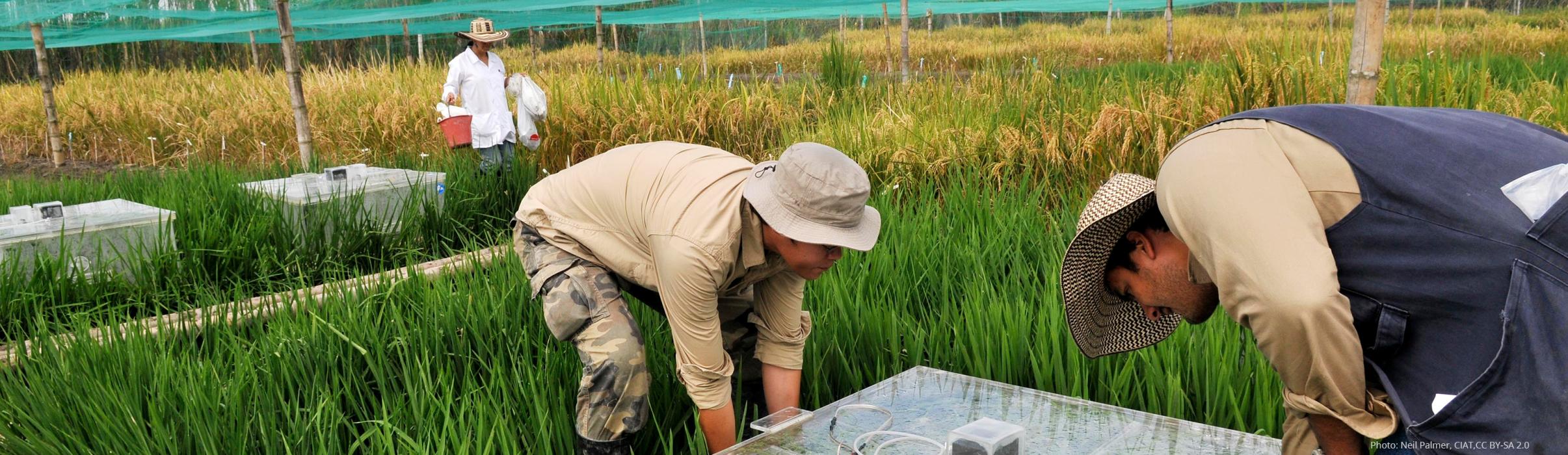 Workers measuring the greenhouse gas emissions of rice production in Colombia