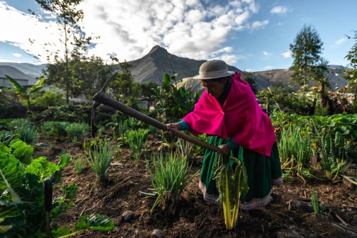 Woman carrying a hack in the Andes