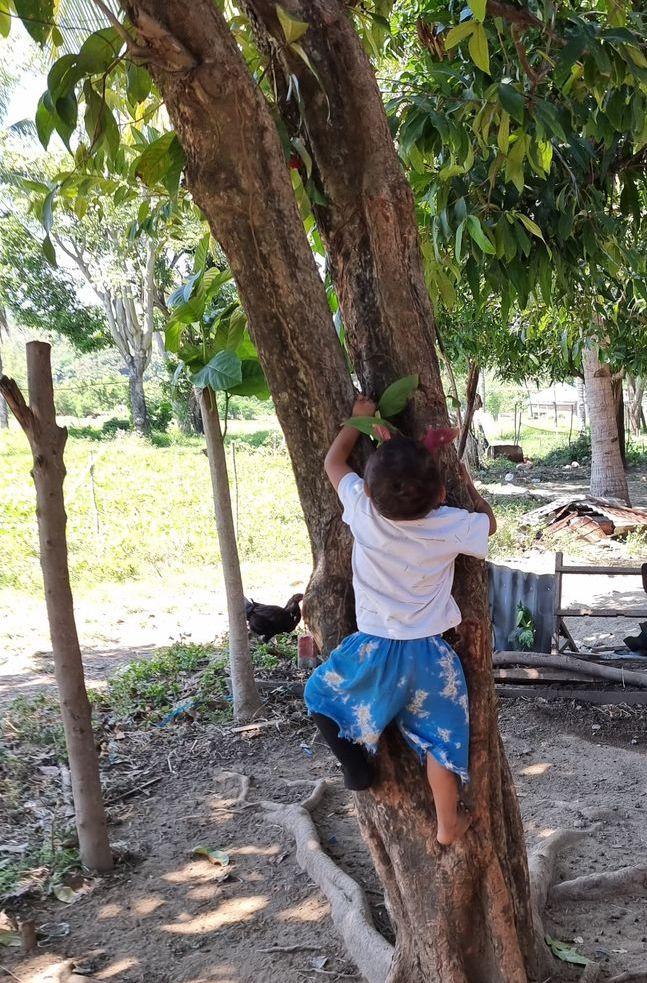 A distracted child escaped a GSED session and climbed a tree, adding an unexpected challenge for the assessor