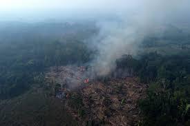 Fire in forest